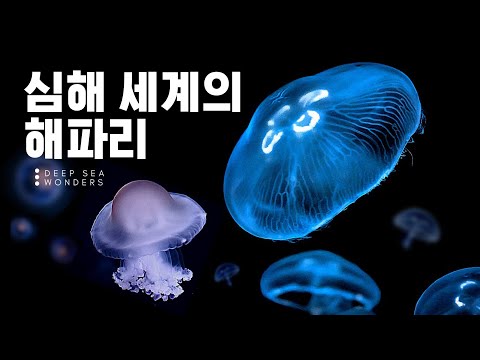 해파리의 경이로운 세계