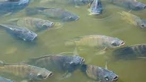 Nguyên nhân và cách khắc phục khi cá rô phi bỏ ăn, lờ đờ và chết, thân đen