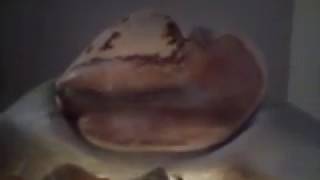 Muschelbrunnen.MP4 Muschelbrunnen.MP4