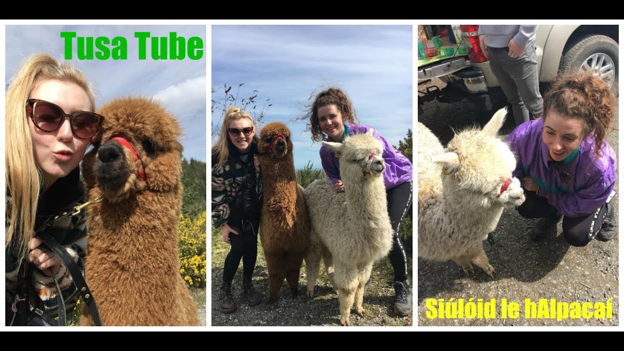 Siúlóid le hAlpacaí // TusaTube