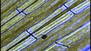 Human red blood cells and fishtail circulation