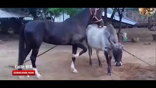 Horse mating with cow