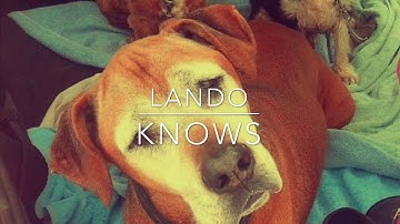 LANDO KNOWS episode 1 - Marker Word & Clicker - Great Paws