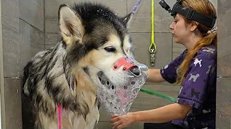 His Owner Warned Me: DON'T Take Off the Muzzle | Alaskan Malamute Groom