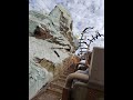 POV EXPEDITION EVEREST ANIMAL KINGDOM A MONTANHA RUSSA GELADA #florida #rollercoaster #orlando