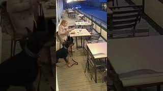 Auto ulijeće u baštu restorana – pogledajte nevjerovatnu reakciju psa!