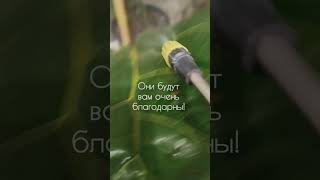 Лучшая профилактика болезней и нашествия вредителей - это регулярный душ для ваших растений