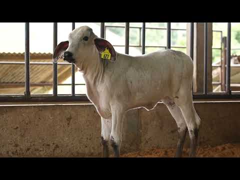 LOTE 1B • LEILÃO TRÍPLICE COROA GIROLANDO CAFARNAUM • BBJC 0011
