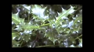 Natural Intelligence - Simon G. Powell