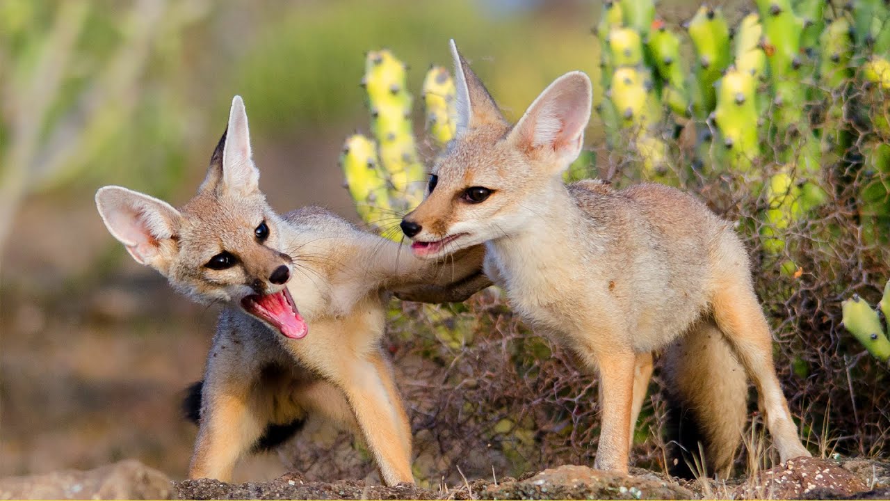 Jackal Sound at Night Call Name | Jackal Call of the Wild Sound Like Effect | Jackals Make Sound