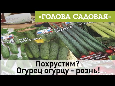 Вопрос: Огурцы женского типа цветения — что это значит?