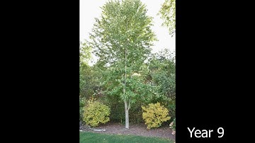 Timelapse of a Maple Tree over 14 Years - Unit 7.4 Matter Cycling & Photosynthesis Lesson 11