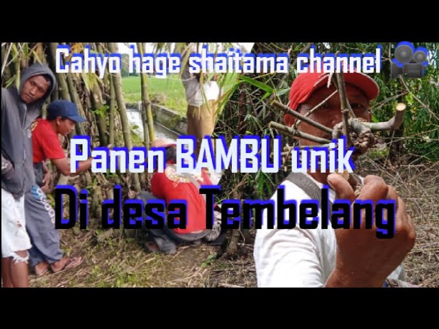 proses eksekusi Bambu kurung di Desa Tembelang @cahyohageshaitamachannel646 class=