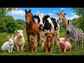 17 Cute Animal Sounds For Toddlers  🐱 | Learn Animal Names and Sounds Horse , Cat , Dog , Elephant .