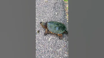 Unexpected Encounter With A Snapping Turtle Wildlife Nature Usa 2025 
