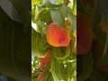 #peach #harvest in #lasvegas #garden Our beautiful Las Vegas fruit and vegetable garden