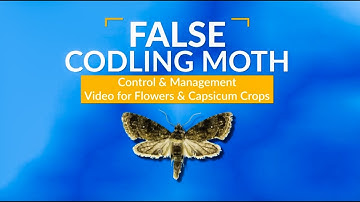 FCM False Codling Moth Control & Management
