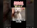 独りぼっちの子猫が見せた“信じる力”