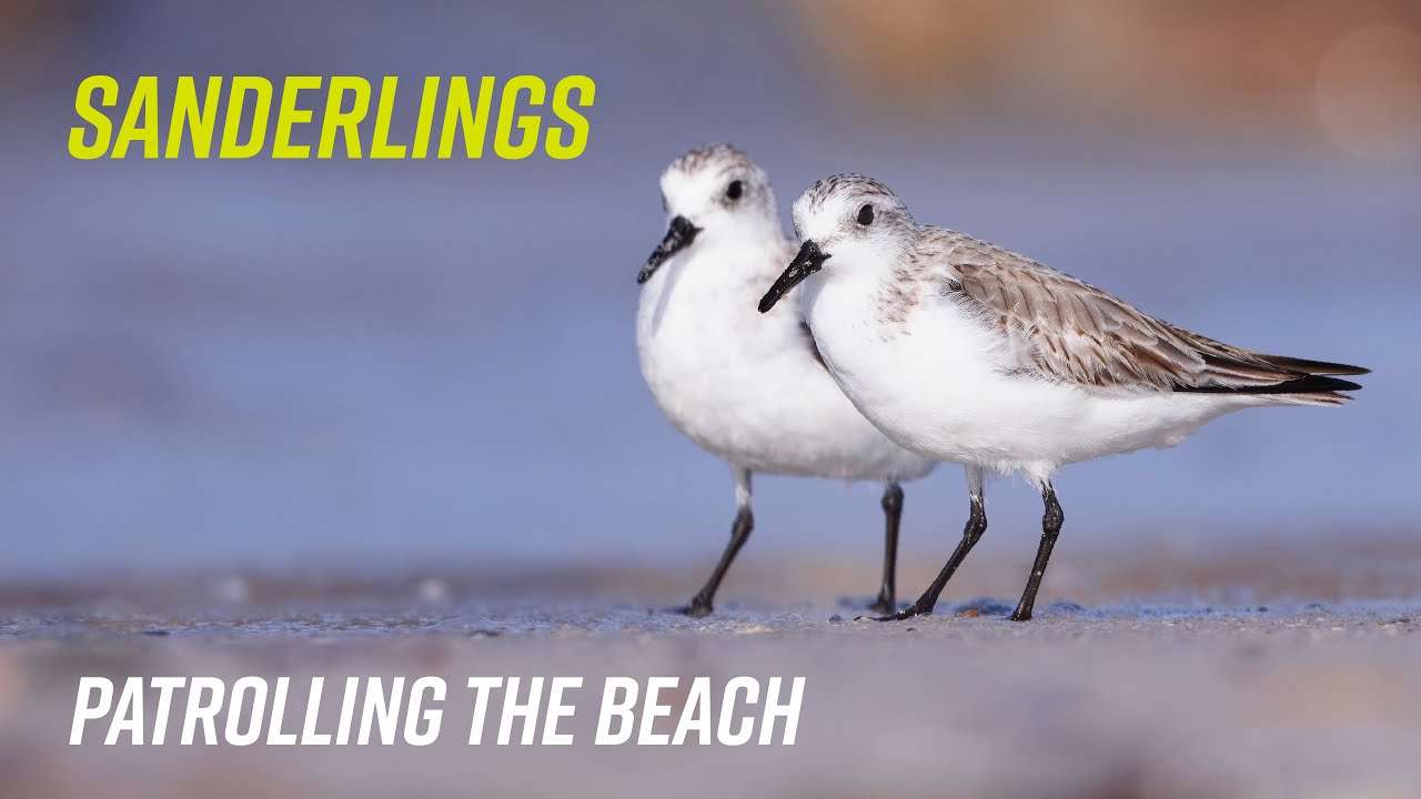 I've Been Wading For You - Chapter 1 - Sanderlings Patrolling The Shore
