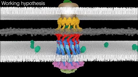 Architecture of the type IVa pilus machine