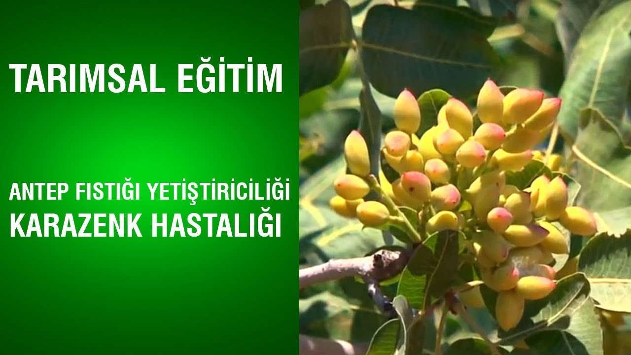 Tarımsal Eğitim - Karazenk Hastalığı