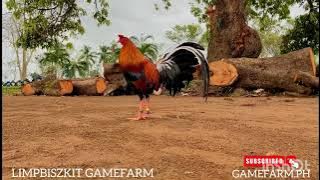 Download lagu LIMPBISZKIT GAMEFARM - GENE BATIA BROODSTAG NBY MR. MARK LIMPBISZKIT - FARM LOCATED AT BATANGAS CITY