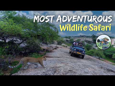 India's Most Thrilling and Adventure Jungle Safari | Jawai Leopards safari in Rajasthan English 4K
