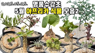 명품수강초 아프리카식물 모음 2🌵바르아레아,돌스테니아하우디,수바포다,알스토니 백화 적화