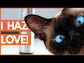 Does Your Cat Really LOVE YOU? (ft. Amy Shira Teitel, Vanessa Hill [BrainCraft] + Julian Huguet)