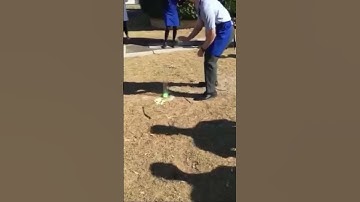 Elephants toothpaste experiment - big! #shorts #youtubeshortsvideos