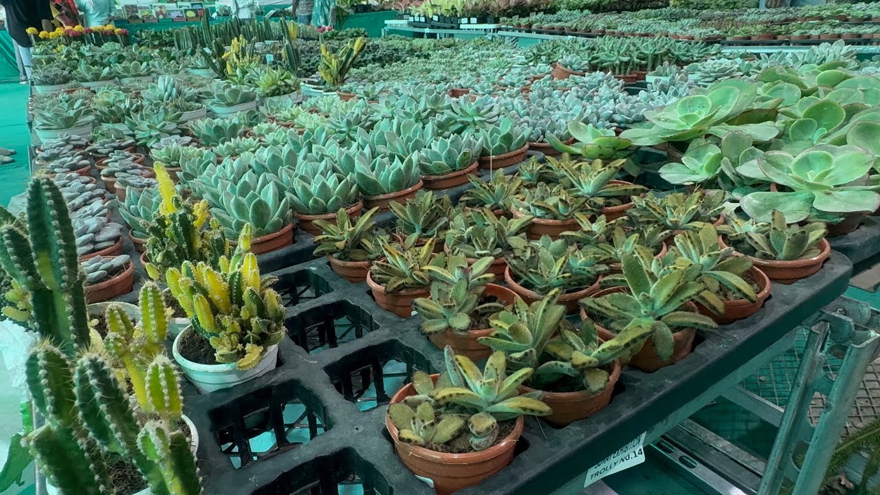 25 February 2026 - Bagayati melo 