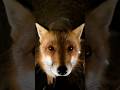 Fox has Camera see 😳 What happened to its family