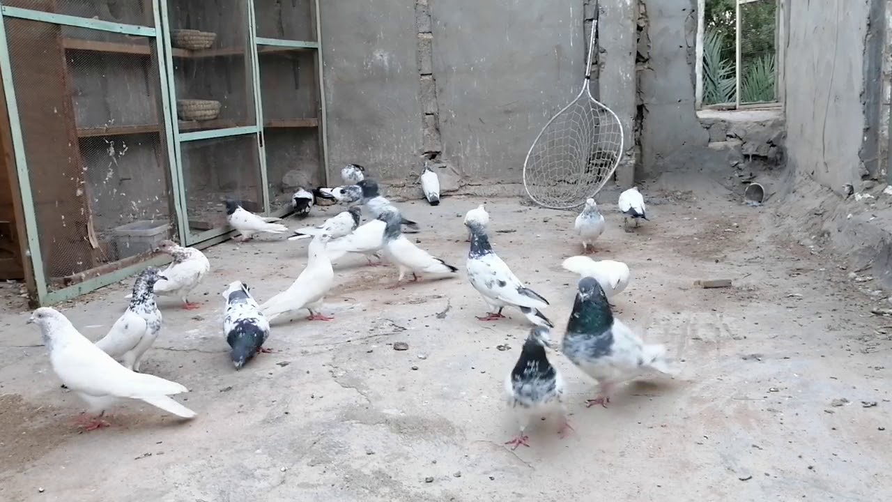 كيفية تخريج الحمام التار الجديد او الغريب باسهل طريقه ممكنه