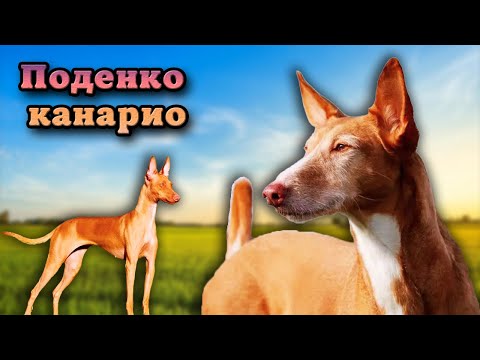 Поденко канарио. Всё о канарских борзых