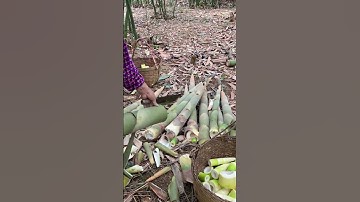 Smart technique for cutting bamboo shoots with a sharp knife #shorts