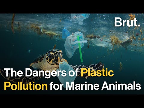 The Hidden Dangers of Plastics Pollution for Marine Animals