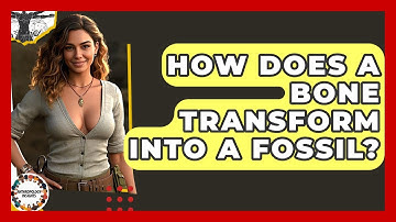 How Does A Bone Transform Into A Fossil? - Anthropology Insights
