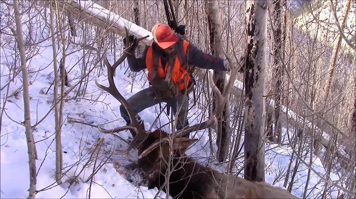 Central Utah Manti Bull Elk Hunt 2020