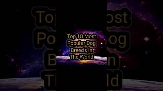 Top 10 Most Popular Dog Breeds In The World In 2023 #shorts #facts #top #dog #popular #10 Top 10 Most Popular Dog Breeds In The World In 2023 #shorts #facts #top #dog #popular #10