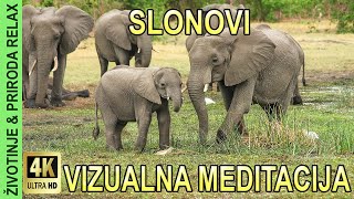 Slonovi, 4K vizualna meditacija 10 min, Životinje i Priroda Relax