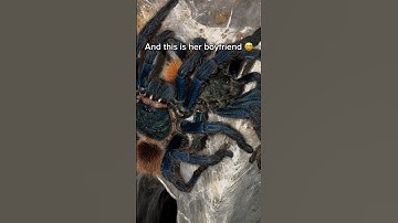 She‘s eating the male?! 😳😅 #arachnids #spider #tarantula #spiders #insects #nature #tarantulas