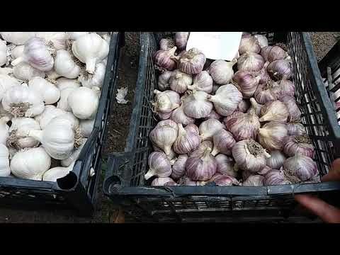 Лучшая пятерка сортов чеснока. Топ 5 фиолетовых, озимых, стрелкующихся сортов.