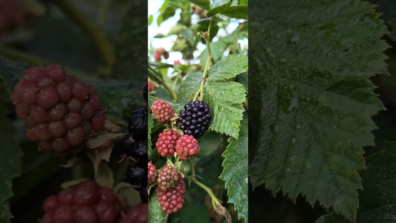 Грона благословенного літа.