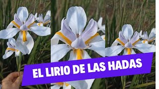 Dietes Grandiflora: El Lirio de las Hadas 🌸🧚 (planta resistente a climas adversos)