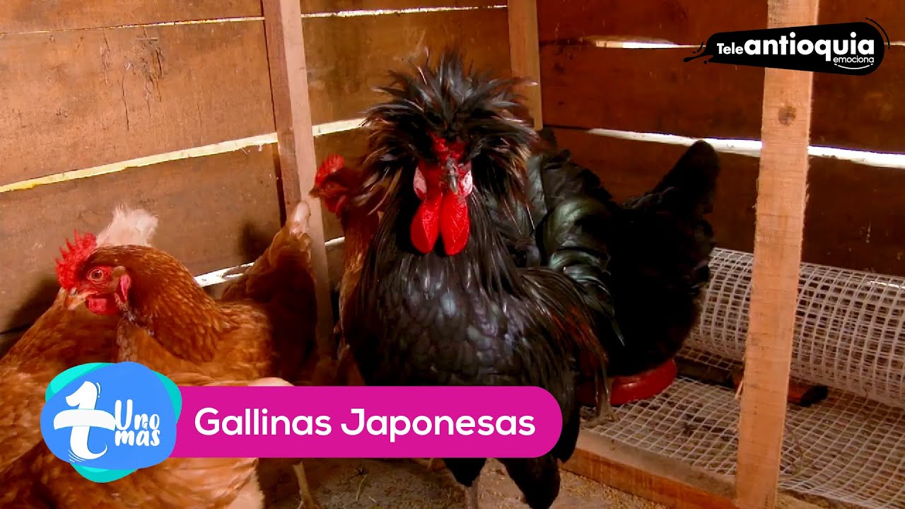 #UnoMás, Gallinas japonesas - Teleantioquia - YouTube