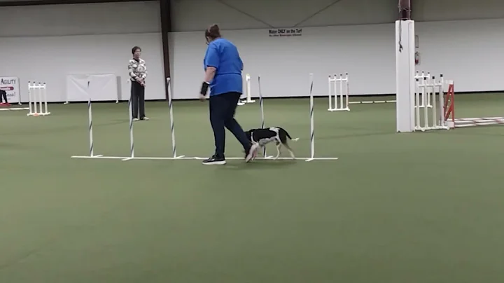 WAG AKC Novice jumpers with weaves.  Qed