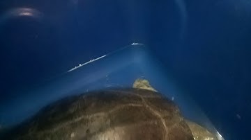 Càng duoc hay rùa răng