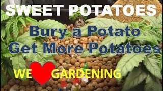 How to Grow Sweet Potatoes - Its Easy