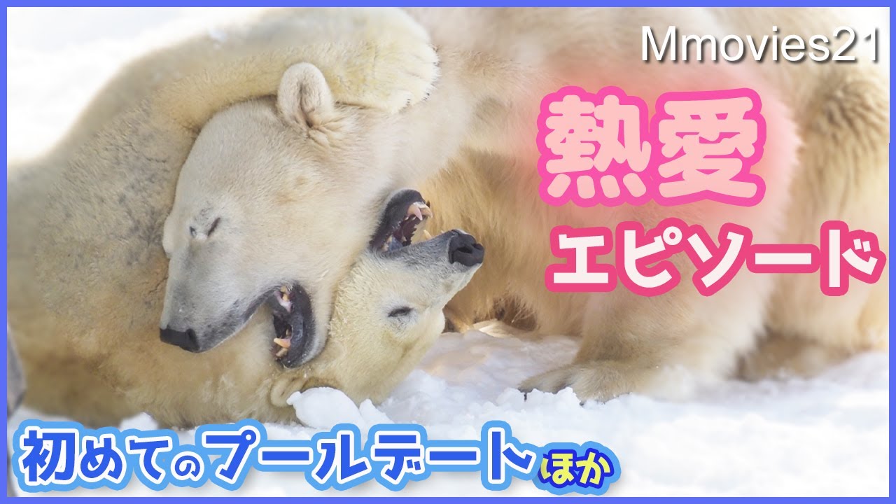 急展開ホクトとリラが同居後すぐに熱愛〈10のエピソード〉モテ男の手腕と苦手な場所・初プールデート〜ホッキョクグマの繁殖〜円山動物園