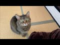 俺の布団に入りたいと目で訴えてくる凶暴猫がこちら...